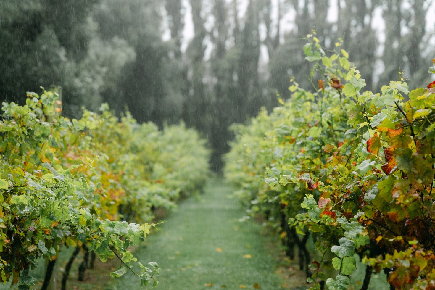 Cossars Wineshed Wedding Venue