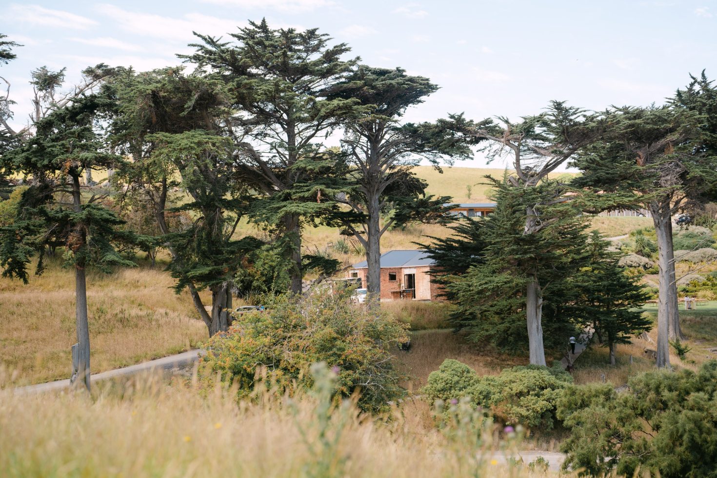 Scenic hillside forest trees surrounding a rustic Dunedin woolshed wedding venue