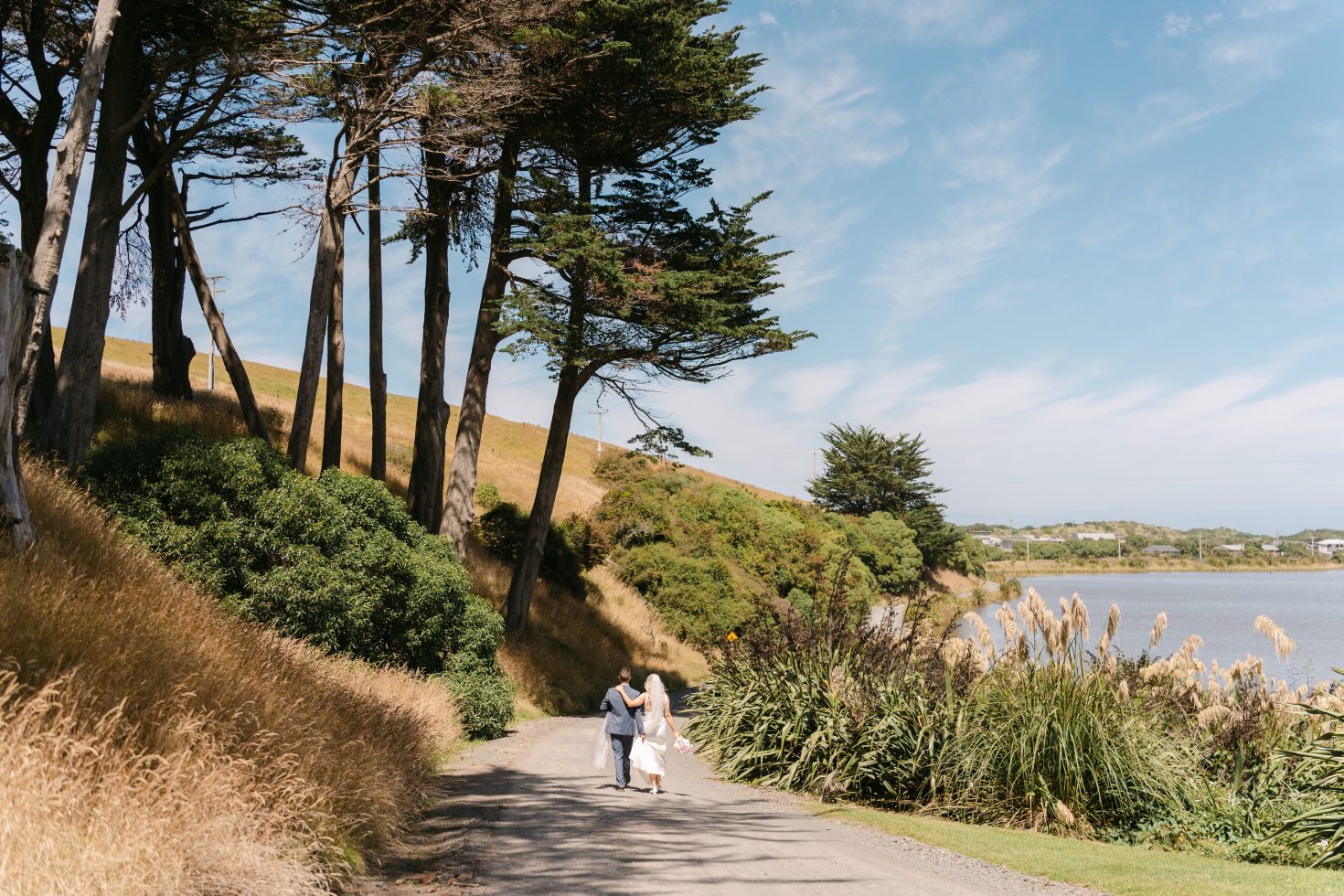 Windswept pine trees bordering a coastal South Island road path